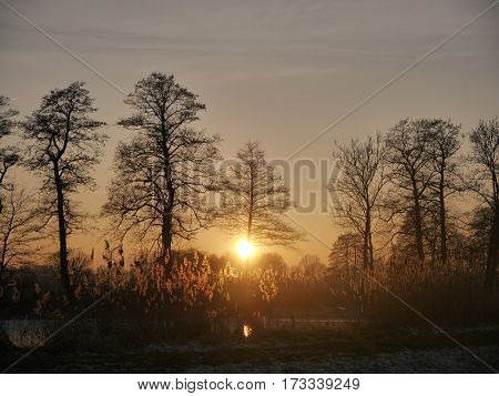panorama of the setting  sun behind  the trees and reeds over the water