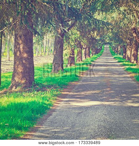 Asphalt Road in the Forest in the French Alps Instagram Effect