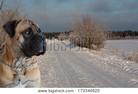 Eyes amber in colour. Closeup portrait of a beautiful dog breed South African Boerboel on the background of a winter landscape. South African Mastiff.
