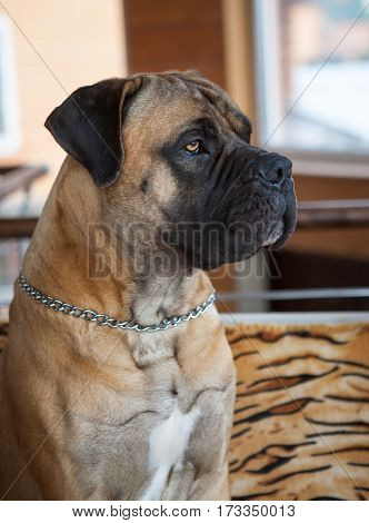 Eyes amber in colour. Closeup portrait of a beautiful dog breed South African Boerboel. South African Mastiff.