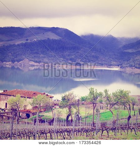 Vineyard on the Shore of Italian Lake Corbara in a Rainy Day Instagram Effect