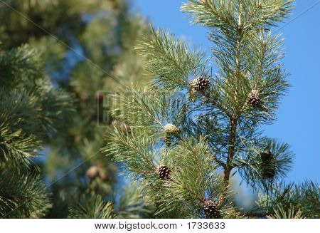 Pine Branch With Cones