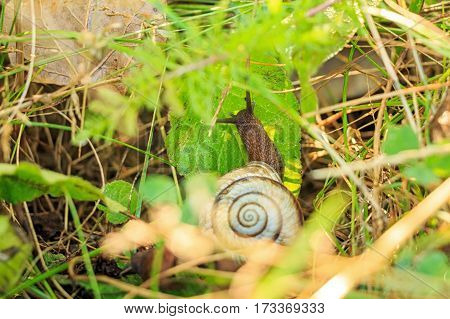 Close-up of snail of Helix genus in grass