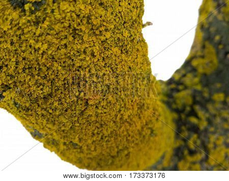 maritime sunburst lichen (Xanthoria parietina) on the tree stem, shallow depth. yellow lichen.