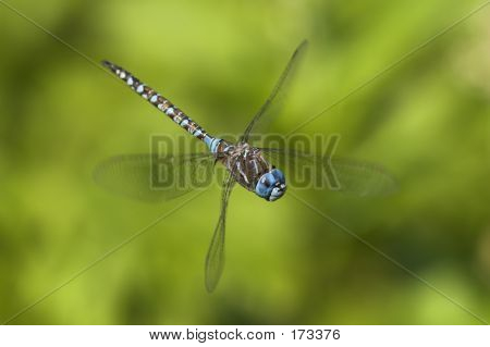 Dragon_midair1_097901e2
