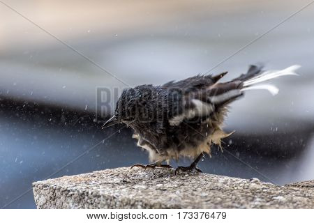 Bird (oriental Magpie-robin) Bath In Puddle