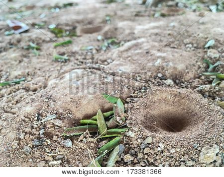 sand pit of antlion on the ground and leaves