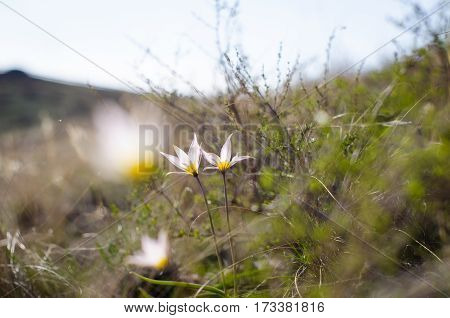 Spring snowdrops. A lot of beautiful snowdrop flowers in nature. Group of Snowdrop flowers blooming in sunny spring day.