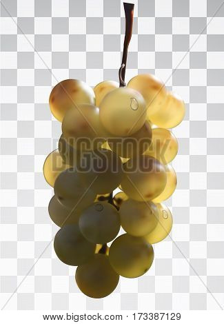 Realistic bunch of grapes on a transparent background. Juicy bunch of grapes in the sun with dew drops. Vector illustrations. Realistic 3d vector object. 10 EPS