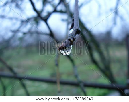 The cold rain drops on the branch