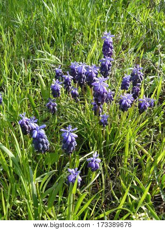 Muskari - a very beautiful a wild bulbous plant