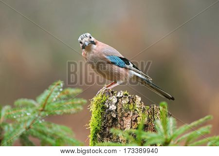 Eurasian jay standing on a tree stump
