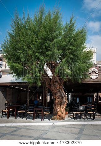 PALEOCHORA, CRETE, GREECE - JUNE 2016: Traditional Greek tavern with big green tree in front of it.