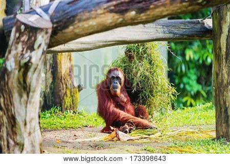 Adult orangutan (Rongo) sits under a bunch of grass and tree branches. Singapore.