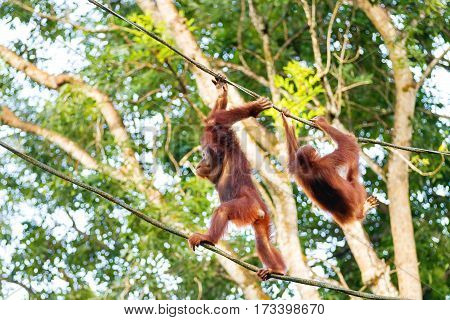 Young orangutans climb the ropes among the trees. Singapore.