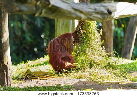 Adult orangutan (Rongo) sits under a bunch of grass and tree branches. Singapore.