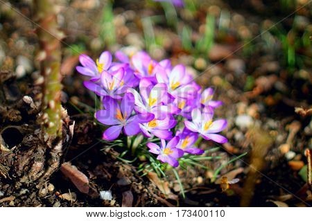 First spring flowers. Bunch of purple crocuses in sunlight in the grass.