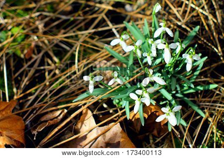 Bunch of first spring white snowdrops flowers on dry grass an fallen leaves background.