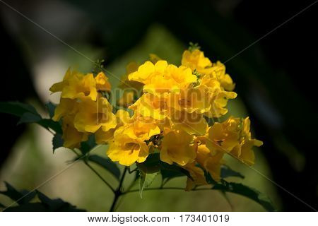 Close Up Of Yellow Flower, Yellow Elder