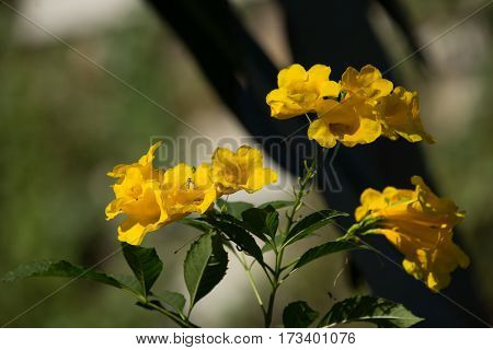 Close Up Of Yellow Flower, Yellow Elder