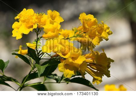 Close Up Of Yellow Flower, Yellow Elder