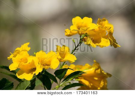 Close Up Of Yellow Flower, Yellow Elder