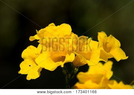 Close Up Of Yellow Flower, Yellow Elder