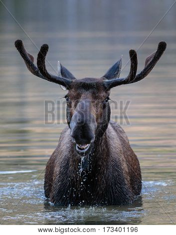 Shiras bull moose in the Rocky Mountains of Colorado.