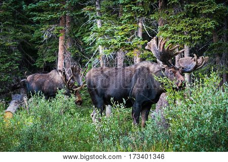 Shiras bull moose in the Rocky Mountains of Colorado.