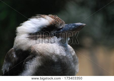 Large kookaburra bird up close and personal.