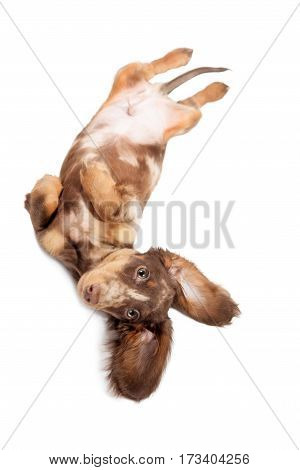 Small dachshund dog on a white background