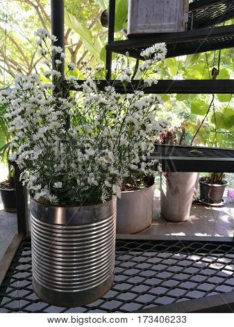 White cutters flowers in tin at side on staircase at the garden with blur background nature background of cutter flower vintage decoration in cafe home and restaurant