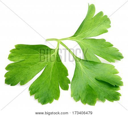 Garden parsley herb (coriander) leaf isolated on white background with clipping path