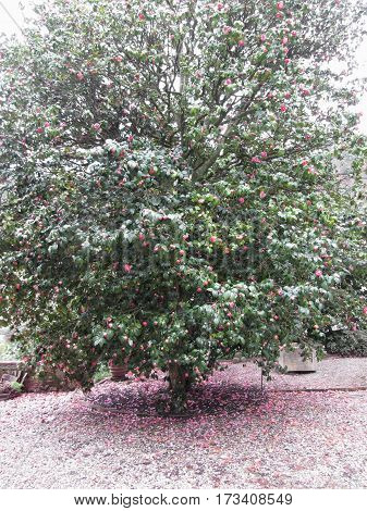 Ancient japanese cultivar of Camellia japonica flower . Evergreen shrub