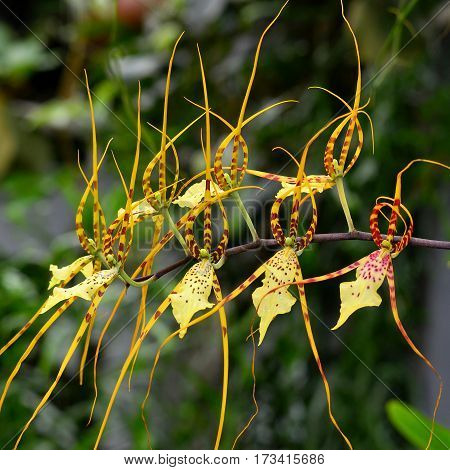 Brassia big spider in Brno botanical garden,Czech republic