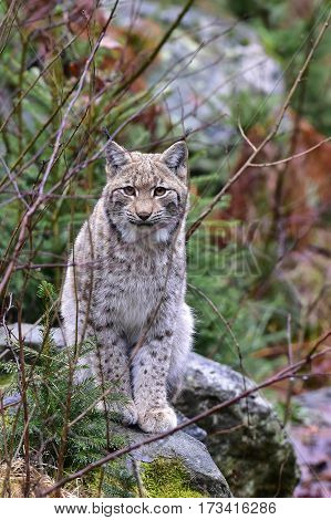 young lyng cat in Bavarian forest nature reserve in Germany
