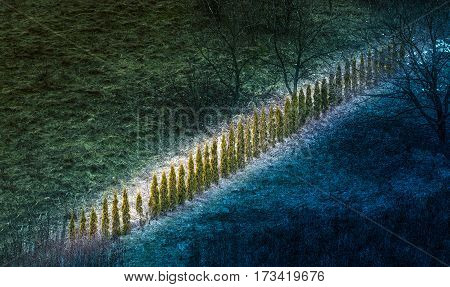 Fairy-tale landscape where the colors will be a cavalcade center, in the middle row of pine