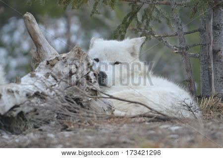 Grey wolf resting on a cold spring morning in Montana