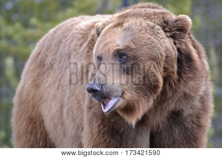 Huge grizzly bear on a rainy spring morning in the Rockies