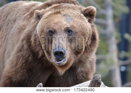 Huge grizzly bear on a rainy spring morning in the Rockies