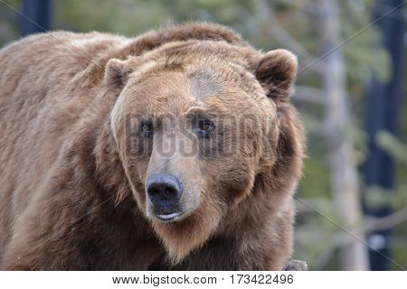 Huge grizzly bear on a rainy spring morning in the Rockies