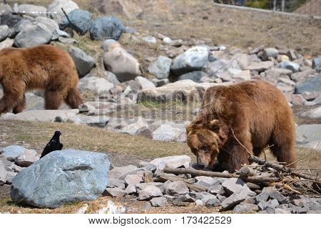 Huge grizzly bear on a rainy spring morning in the Rockies