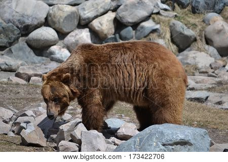 Huge grizzly bear on a rainy spring morning in the Rockies
