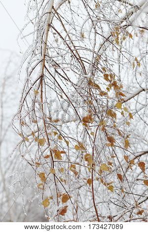 Birch bent icebound. The effects of the ice storm.