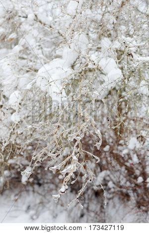 The effects of the ice storm. Icebound plant closeup.
