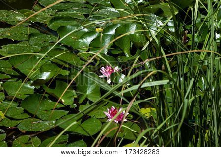 beautiful water lily in the water pond background