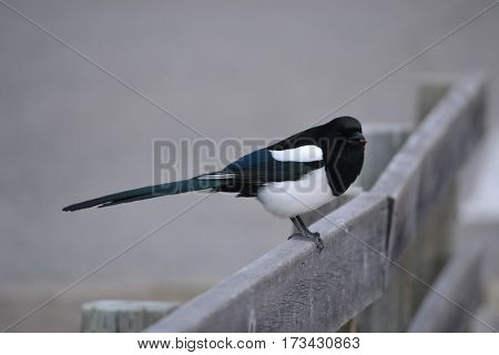 Black-billed magpie wandering around on a cloudy spring morning