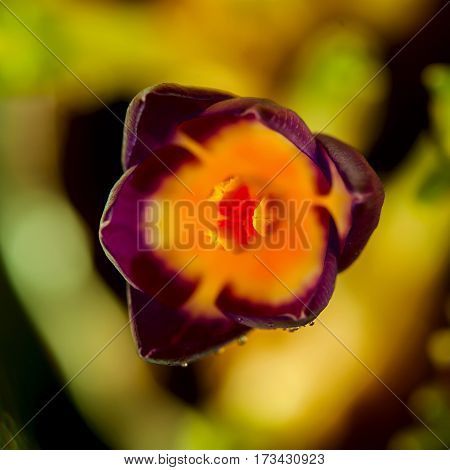 Closeup crocus in sunbeam bokeh, real gradient. For pattern, wallpaper, banner design. Spring, spring nature, flowers concept, for modern backdrop, substrate, composition use