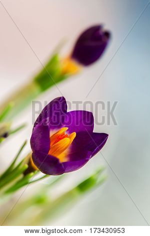 Closeup crocus on gentle background with real reflection light, real gradient. Concept of spring, beauty in nature, gardening, flowers