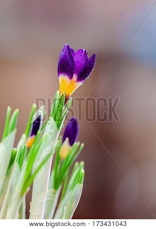 Closeup crocus on gentle background with real reflection light, real gradient. Concept of spring, beauty in nature, gardening, flowers